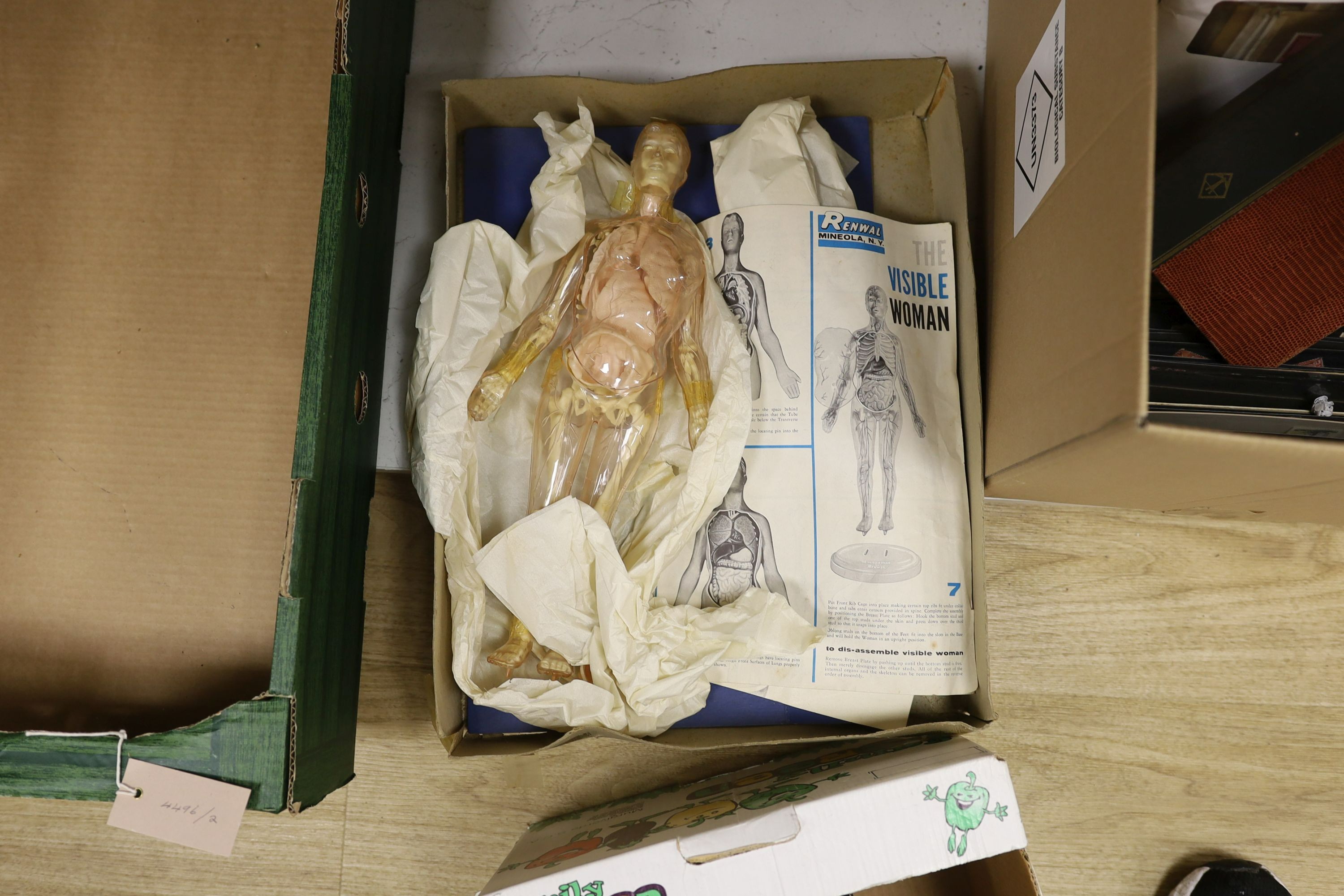 Three boxed dolls, The Visible Women and Cindy with cased clothes